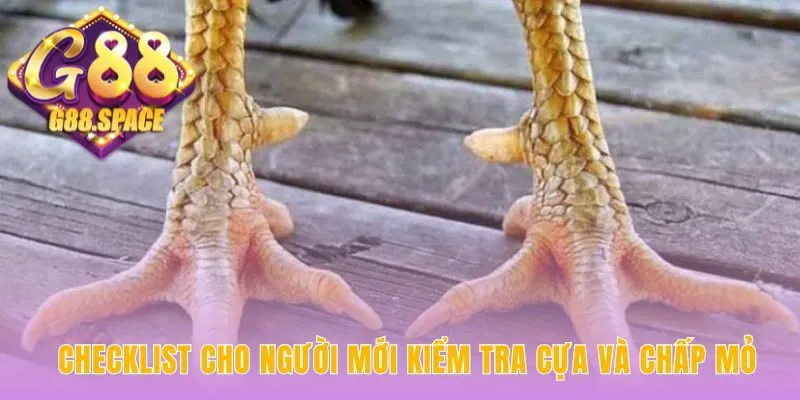 Kiểm tra gà chiến tham gia trận đấu