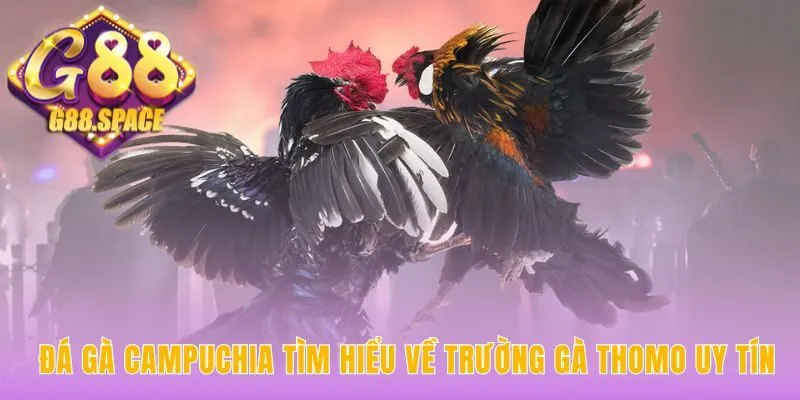 Đá gà Campuchia nổi bật với tổ hợp trường gà Thomo hợp pháp
