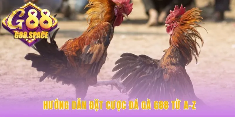 Nắm vững quy tắc cược đá gà G88 và những mẹo soi kèo chuẩn