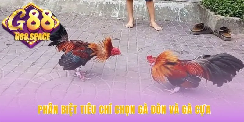Cách chọn gà chọi hay phân biệt theo lối đá Gà Đòn Gà Cựa